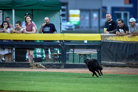 Czech Series Draci Brno vs Hroši Brno