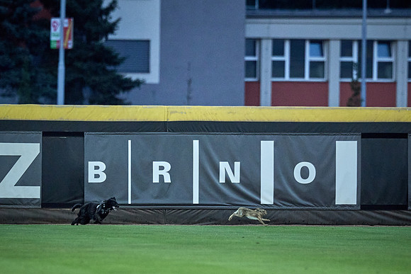 Czech Series Draci Brno vs Hroši Brno